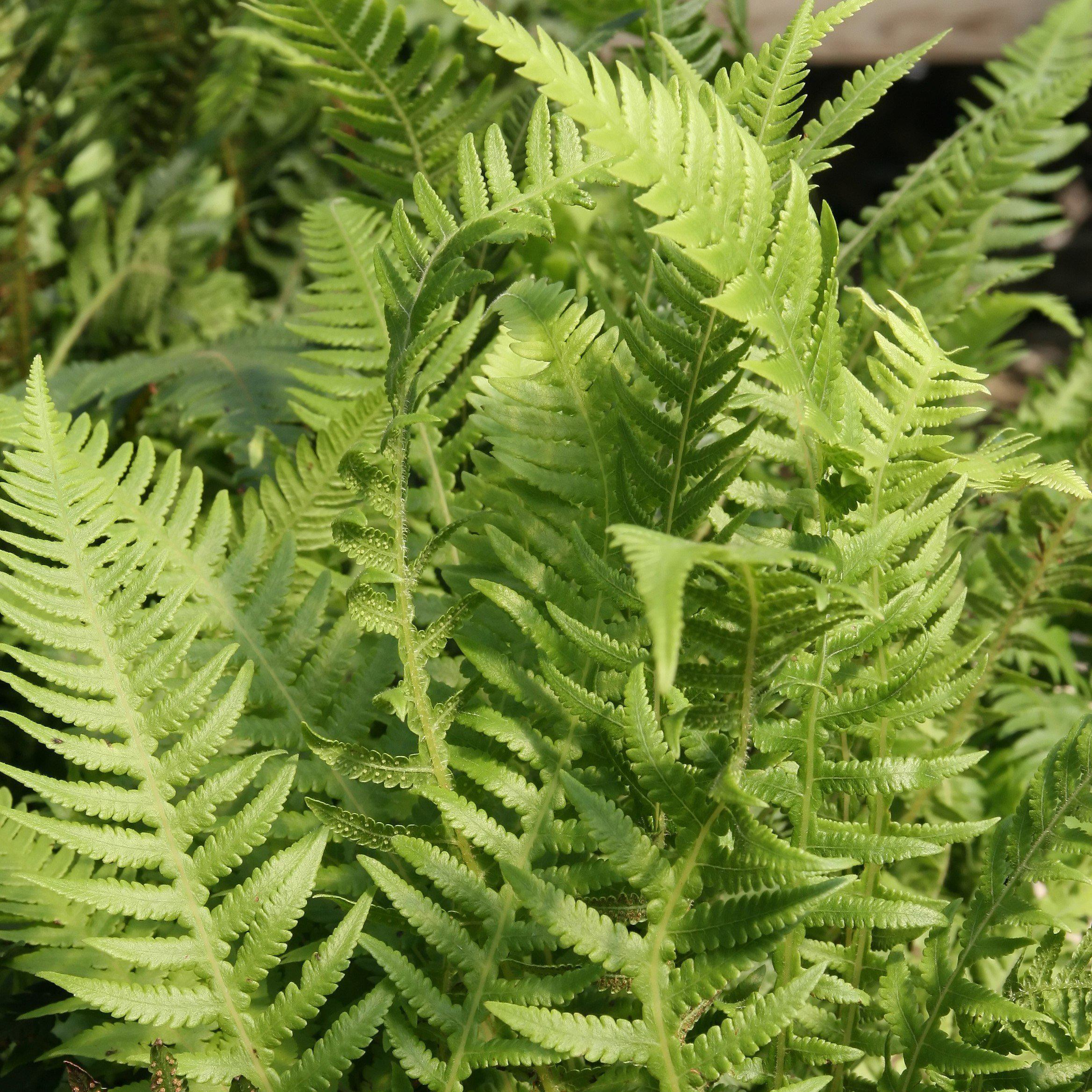 Thelypteris decursive-pinnata - Japanese Beech Fern – Decorative ...