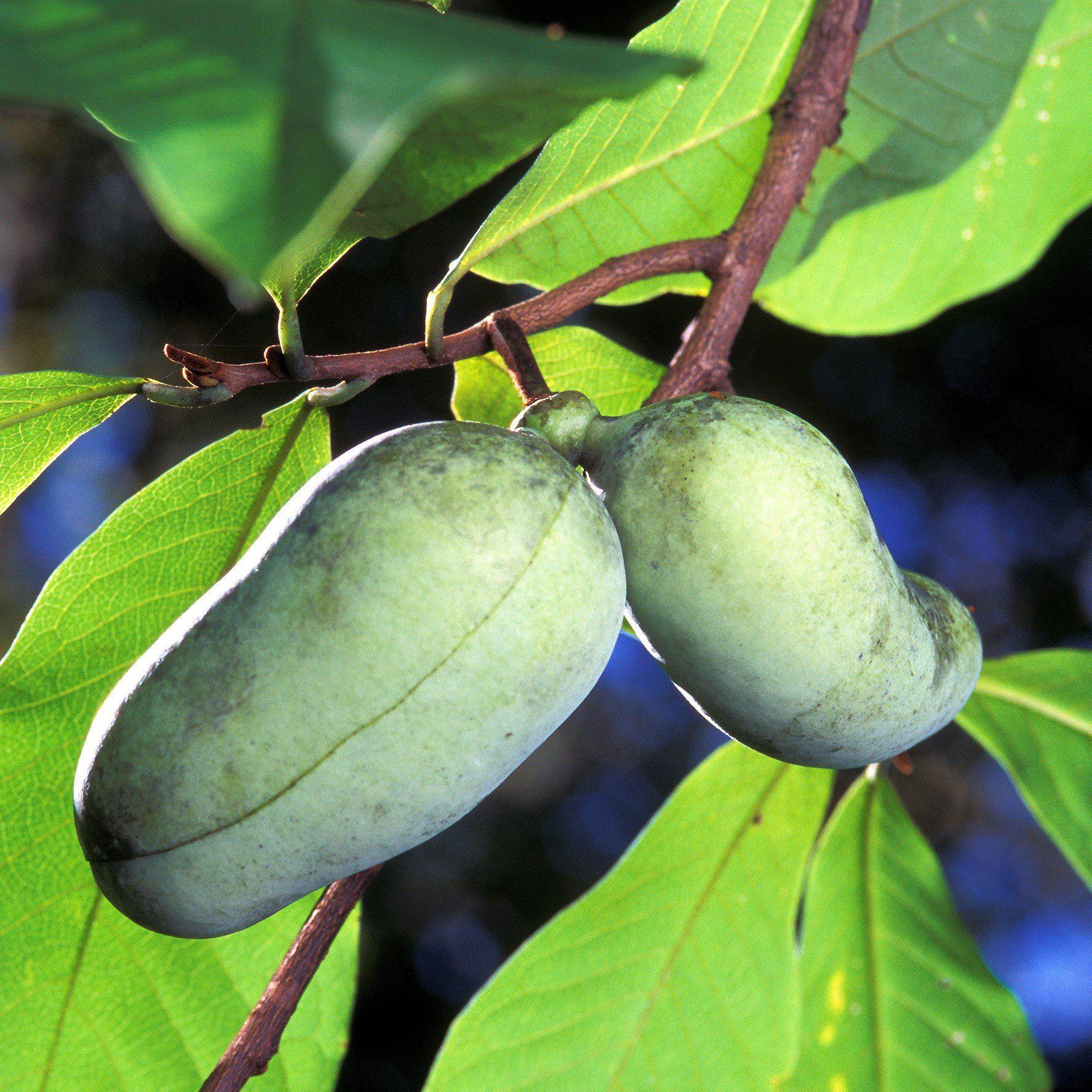 Asimina triloba  - Common Pawpaw, Tall Pawpaw