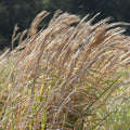 Andropogon virginicus  - Broomsedge, Yellow Bluestem