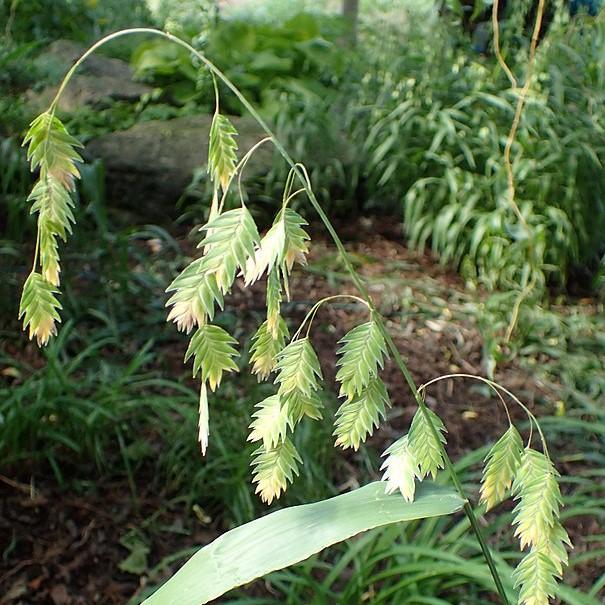 Chasmanthium latifolium  - River Oats, Inland Sea Oats