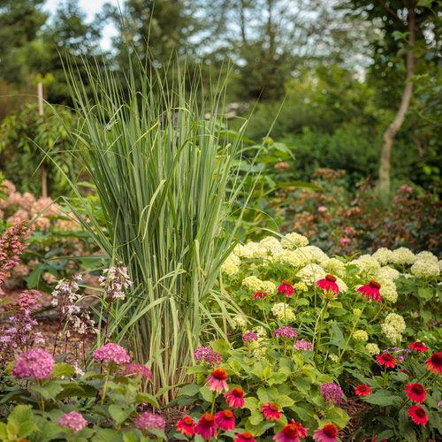 Panicum virgatum 'Totem Pole' 29,951  - Prairie Winds® Totem Pole Switch Grass