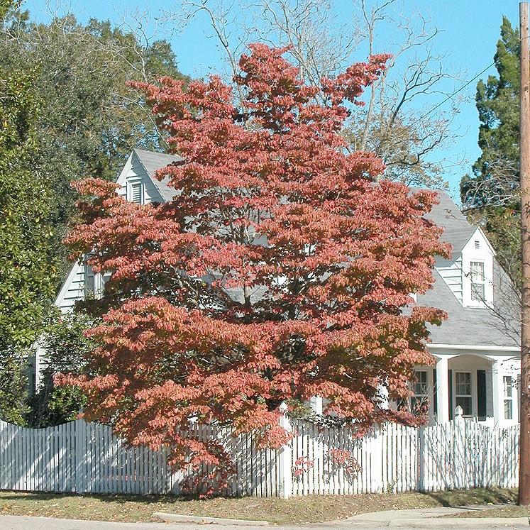 Cornus florida  - Flowering Dogwood