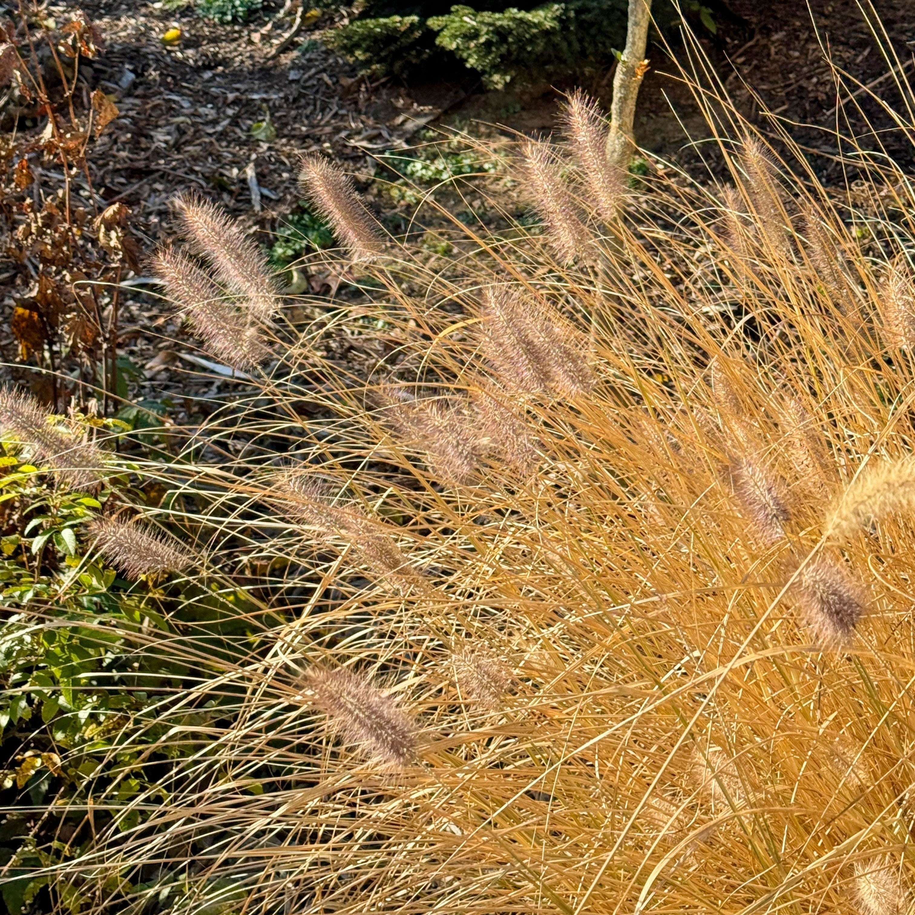 Pennisetum alopecuroides 'TIFT PA18'  - Cayenne™ Fountain Grass