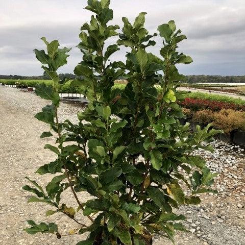 Magnolia 'Ann'  - Ann Magnolia