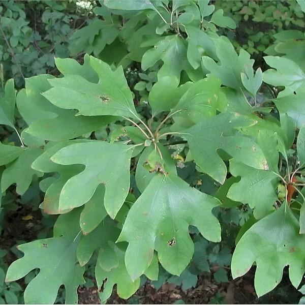 Sassafras albidum  - Sassafras