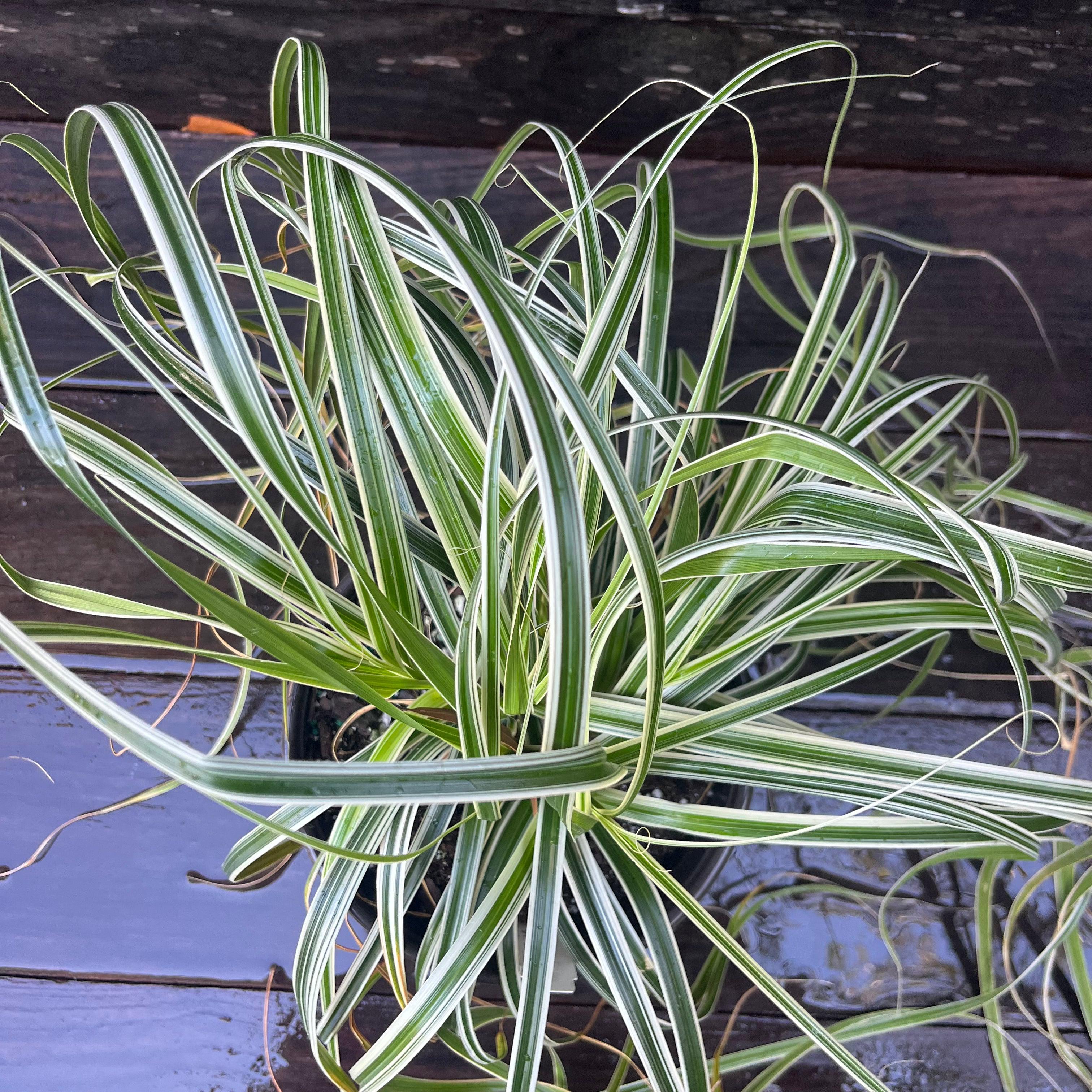 Carex oshimensis 'Feather Falls'  - Feather Falls Sedge