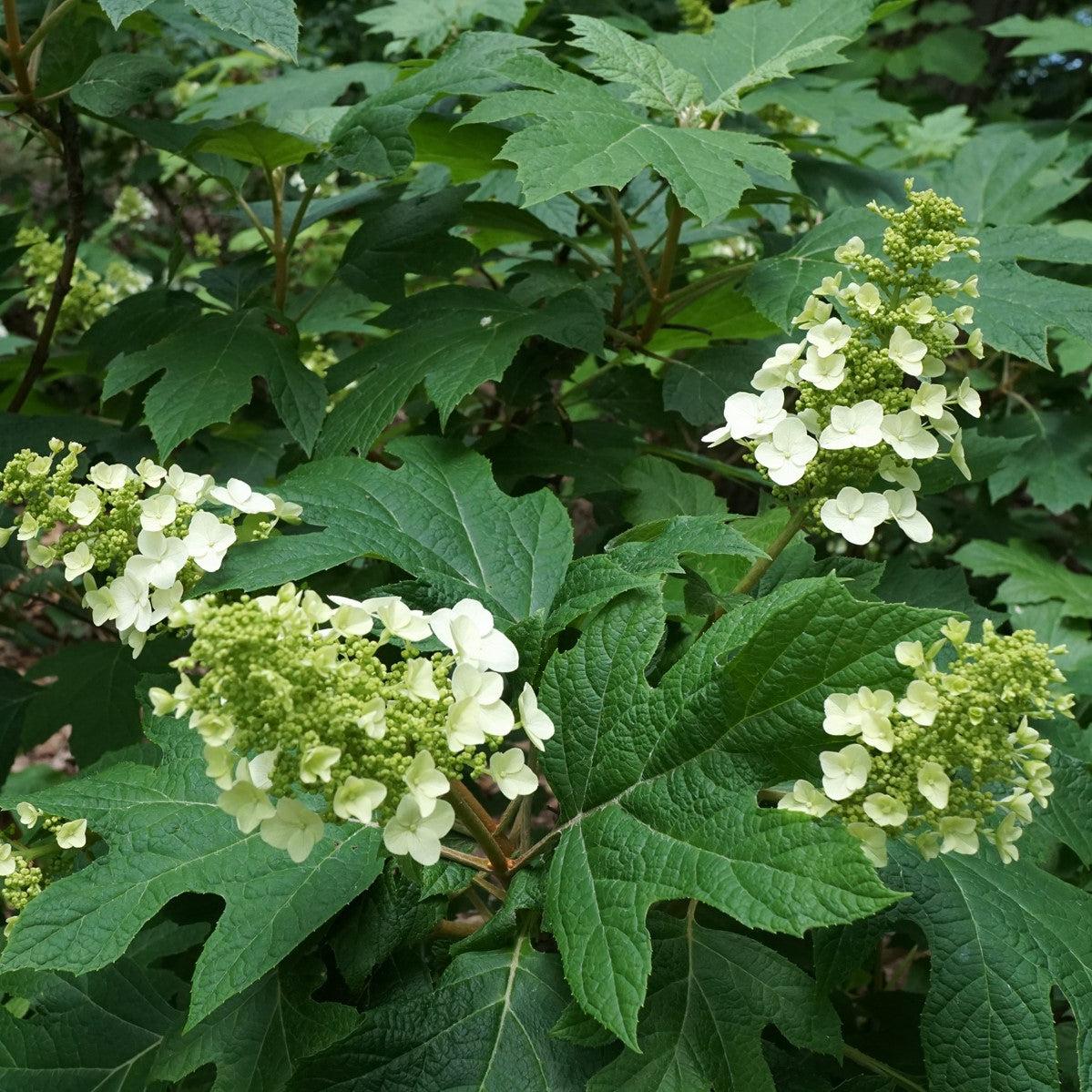 Hydrangea quercifolia 'Snow Queen'  - Snow Queen Hydrangea