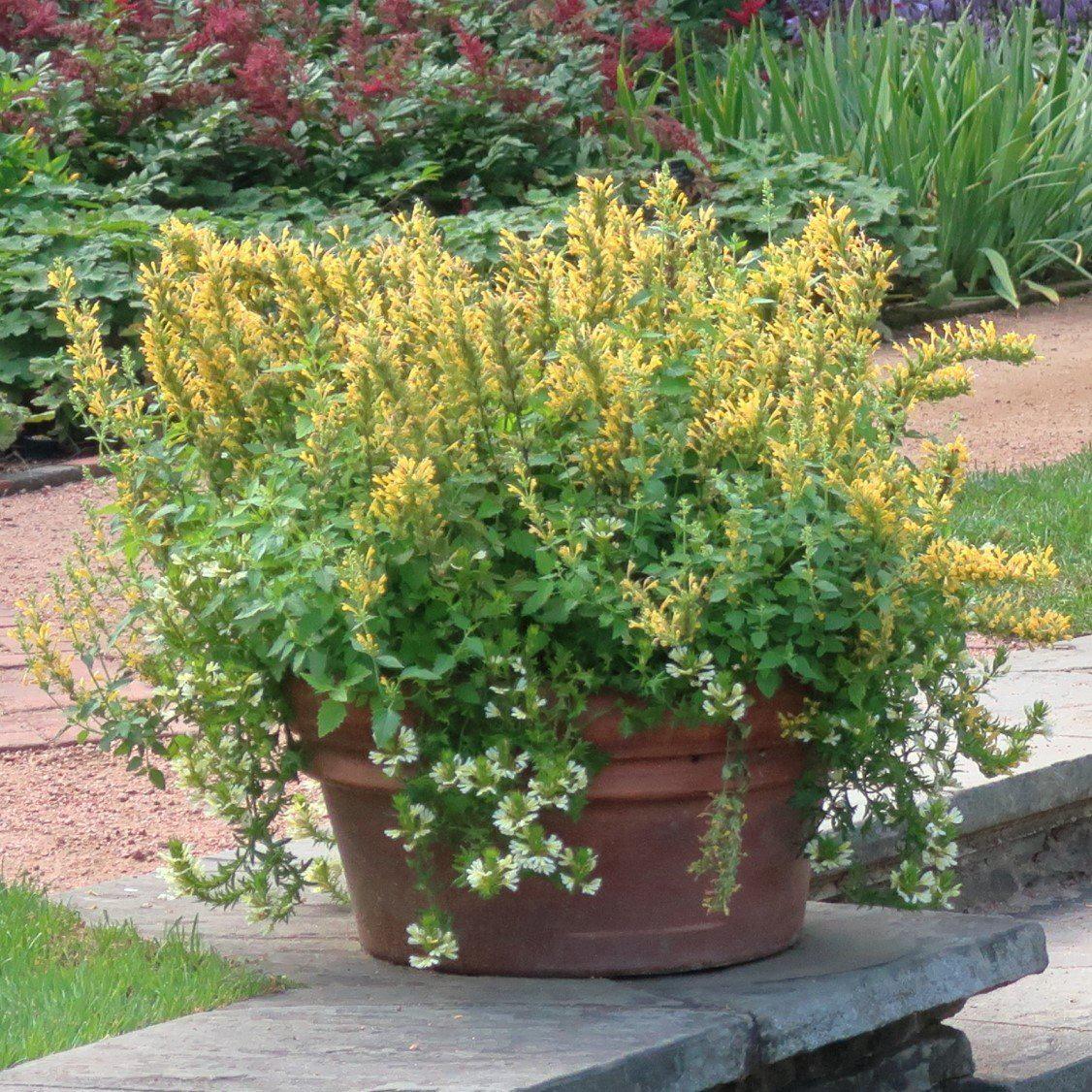 Agastache ‘Kudos Yellow’  - Kudos™ Yellow Hummingbird Mint, Hyssop