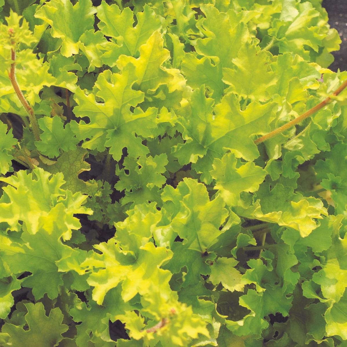Heuchera ‘Lime Marmalade’  - Lime Marmalade Heuchera
