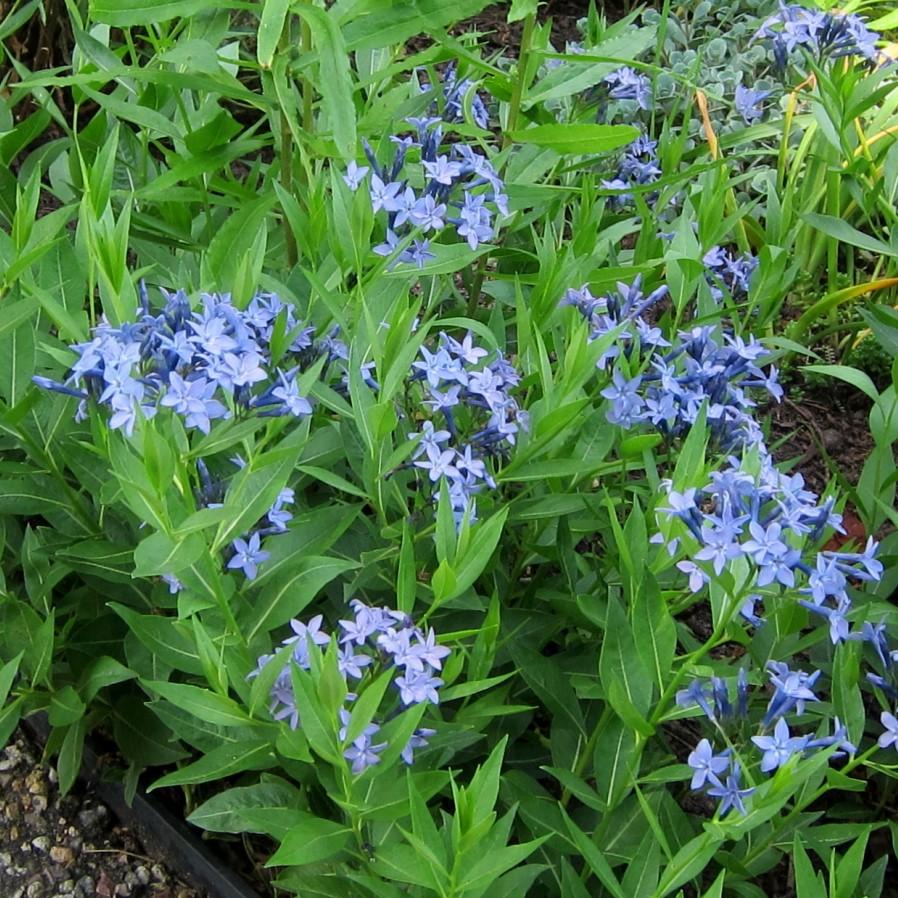 Amsonia 'Blue Ice'  - Blue Ice Blue Star