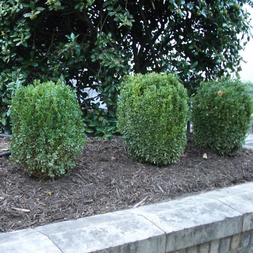 Buxus ‘SB300’ PP32421  - NewGen™ Freedom® Boxwood