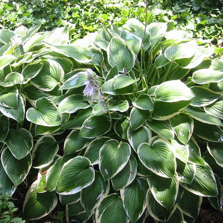 Hosta 'Francee'  - Francee Hosta