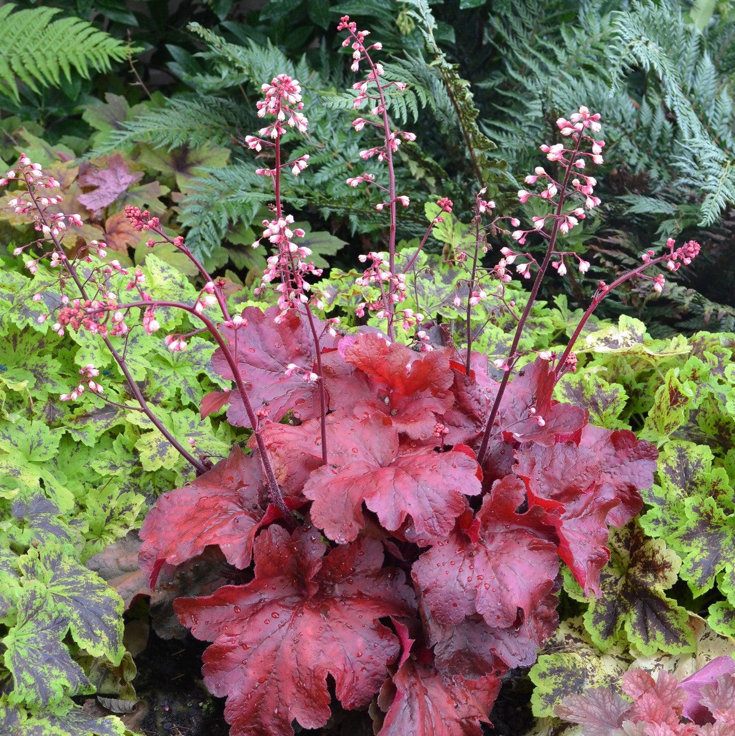 Heuchera x 'Fire Alarm' PP #24,525  - Fire Alarm Heuchera