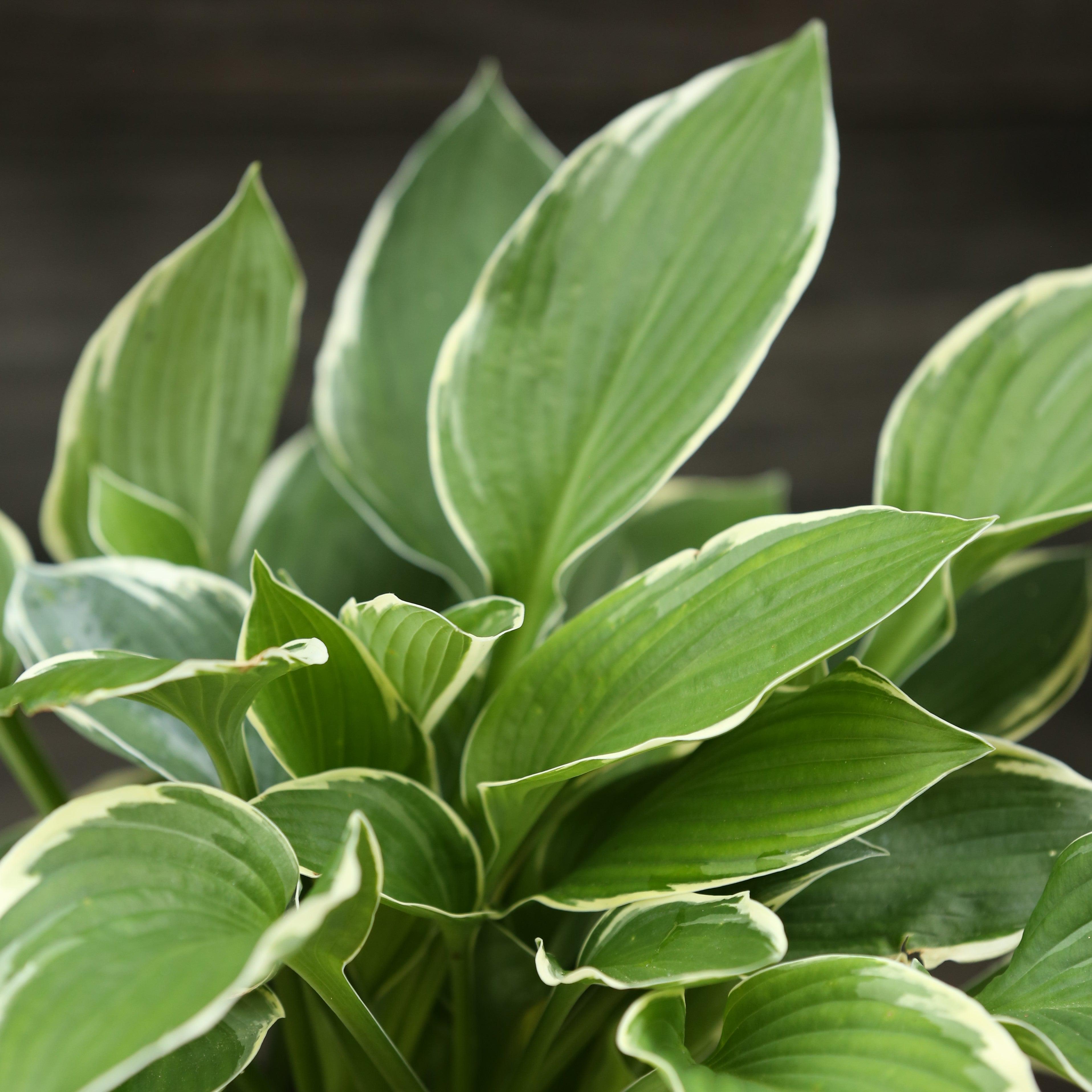 Hosta 'Francee'  - Francee Hosta