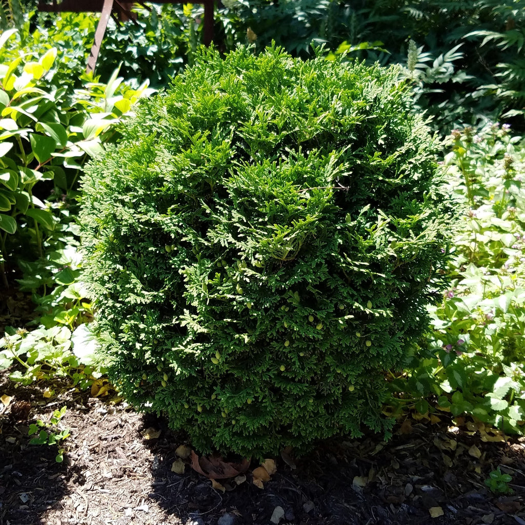 Mini Tuja Thuja occidentalis 'Hetz Midget' - Hetz Midget Arborvitae, Mini Arborv ...