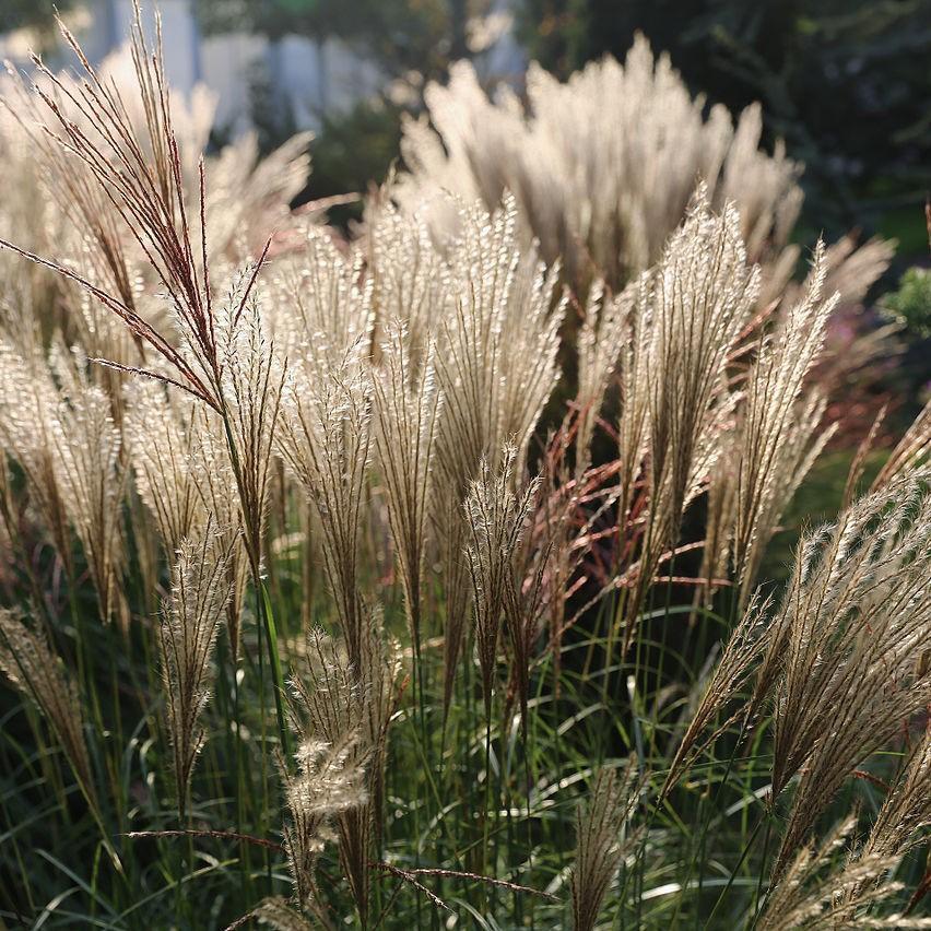 Miscanthus sinensis 'Adagio'  - Adagio Maiden Grass