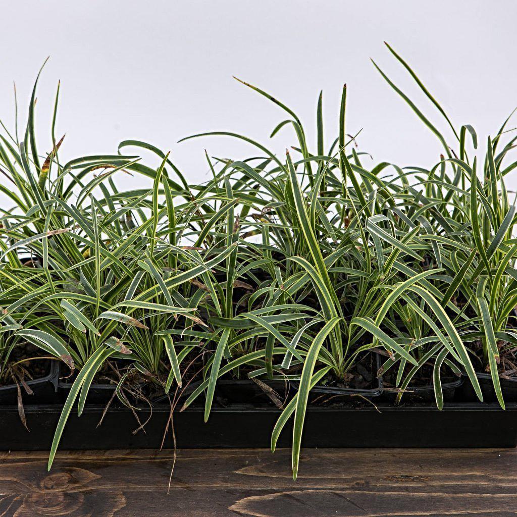 Liriope muscari 'Variegata'  - Variegated Lily Turf