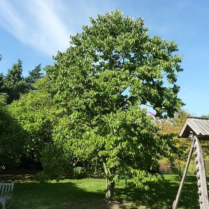 Diospyros virginiana  - Persimmon