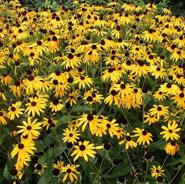 Rudbeckia fulgida 'Goldsturm'  - Black-Eyed Susan