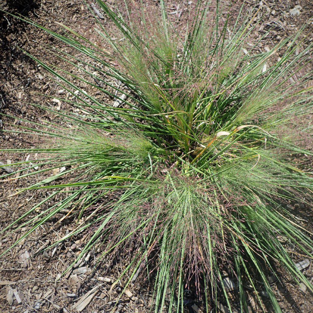 Schizachyrium scoparium 'Standing Ovation'  - Standing Ovation Little Bluestem