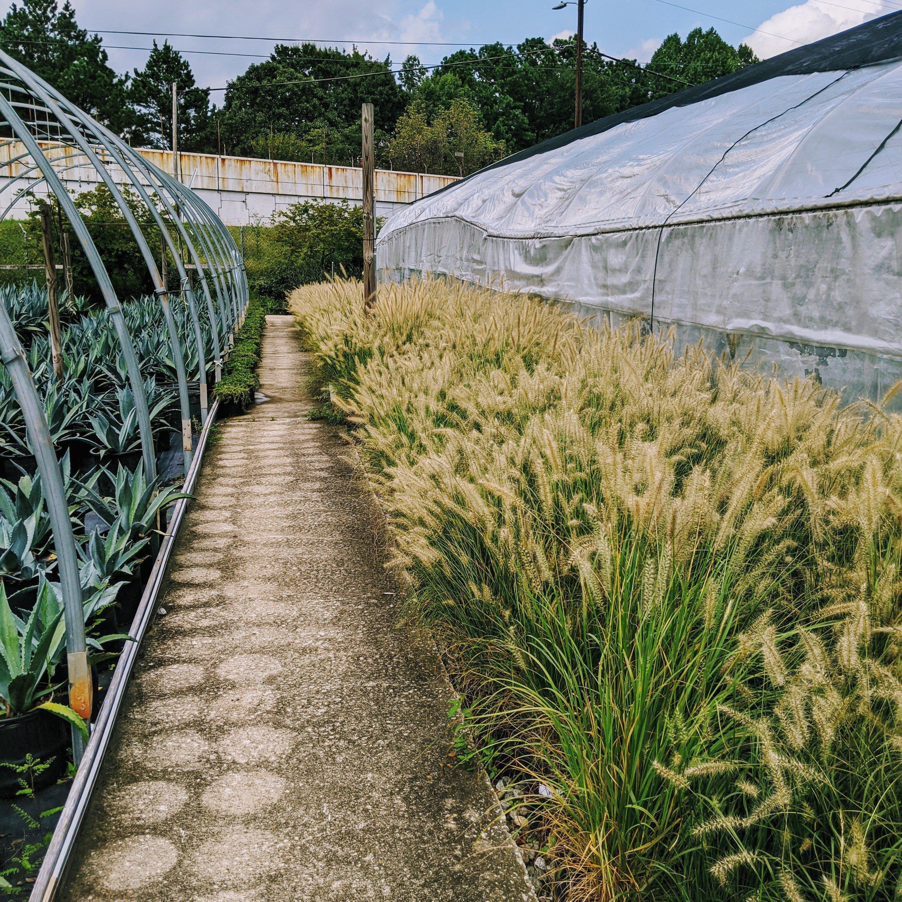 Pennisetum alopecuroides 'Hameln  - Hameln Fountain Grass