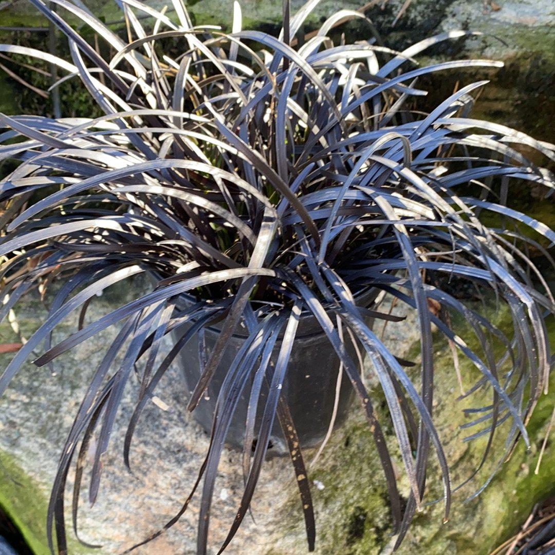 Ophiopogon planiscapus 'Nigrescens'  - Black Mondo Grass
