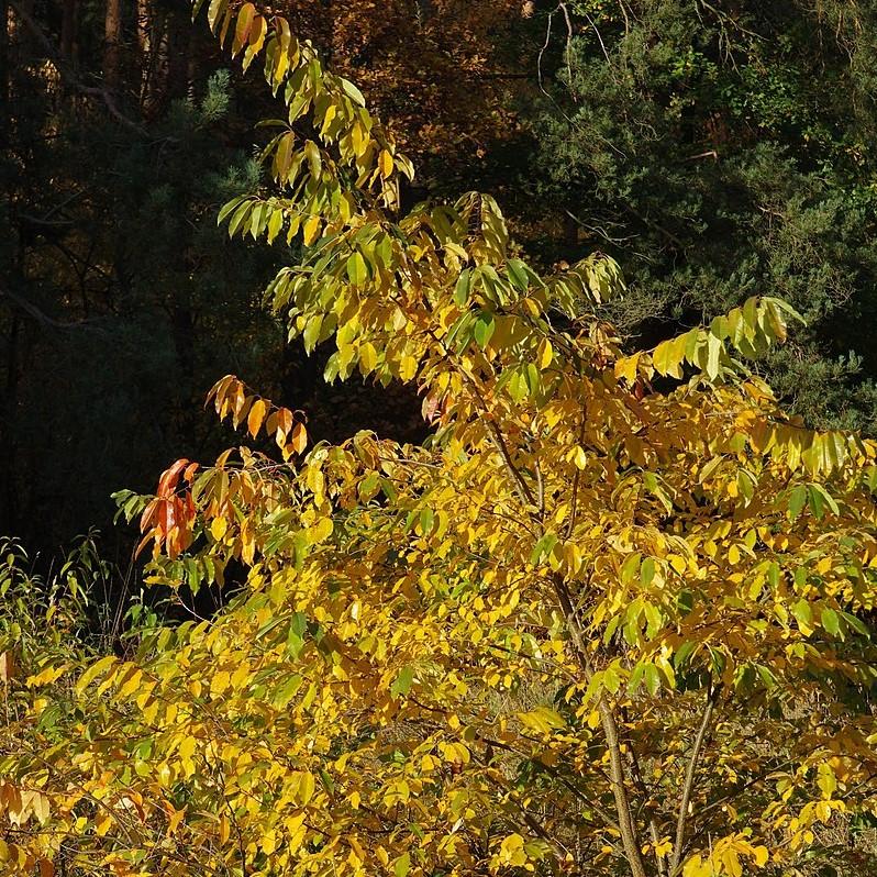 Prunus serotina  - Black Cherry