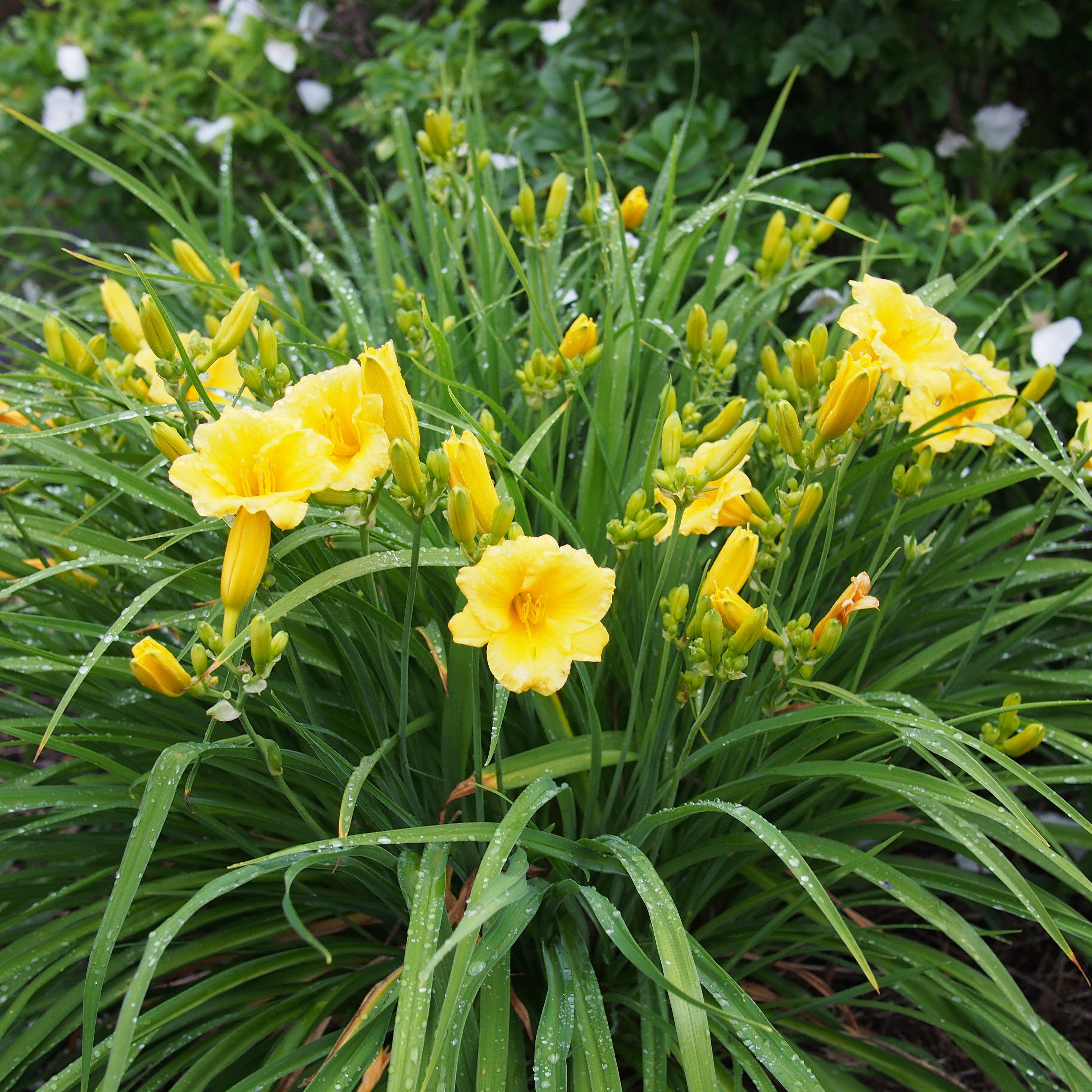 Hemerocallis 'Stella D'Oro'  - Stella de Oro Daylily