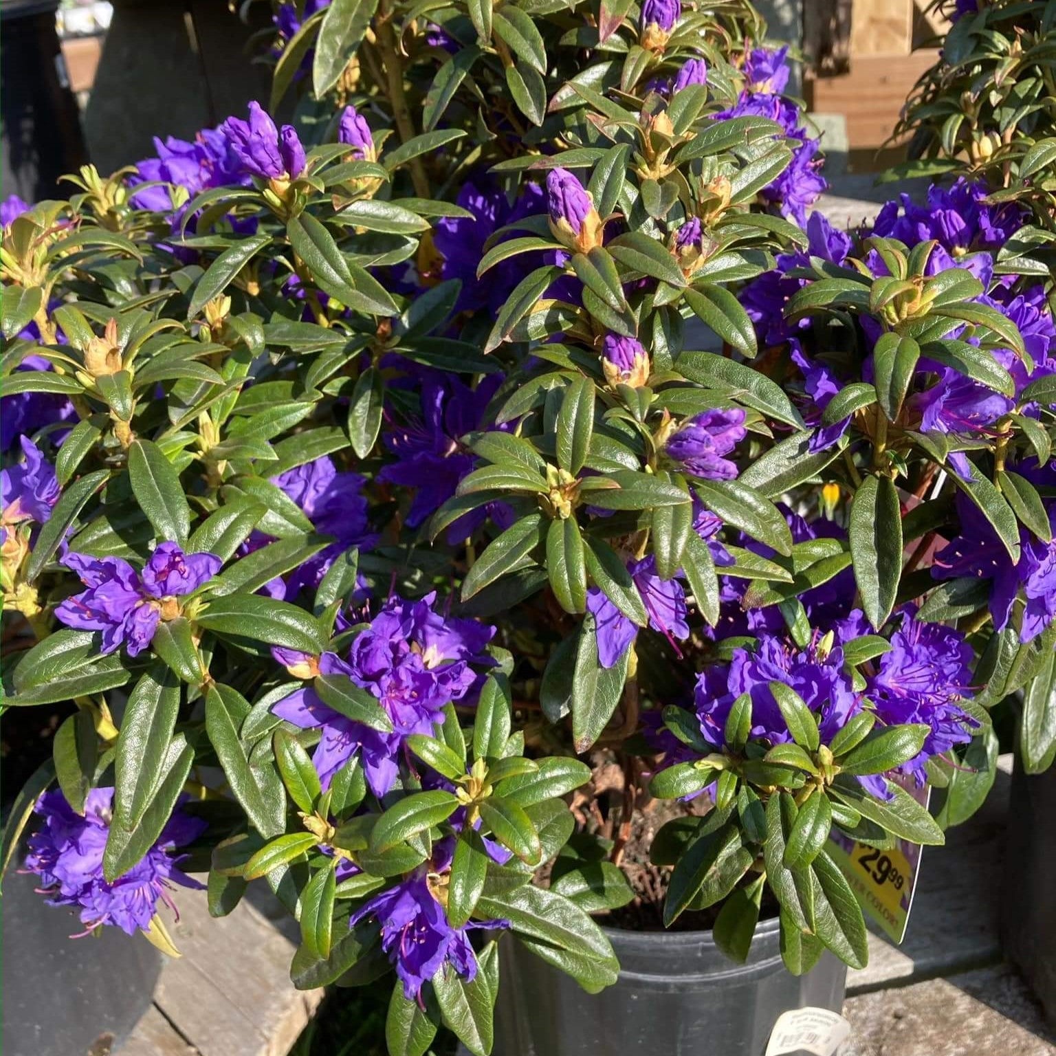 Rhododendron 'Blue Baron'  - Blue Baron Rhododendron