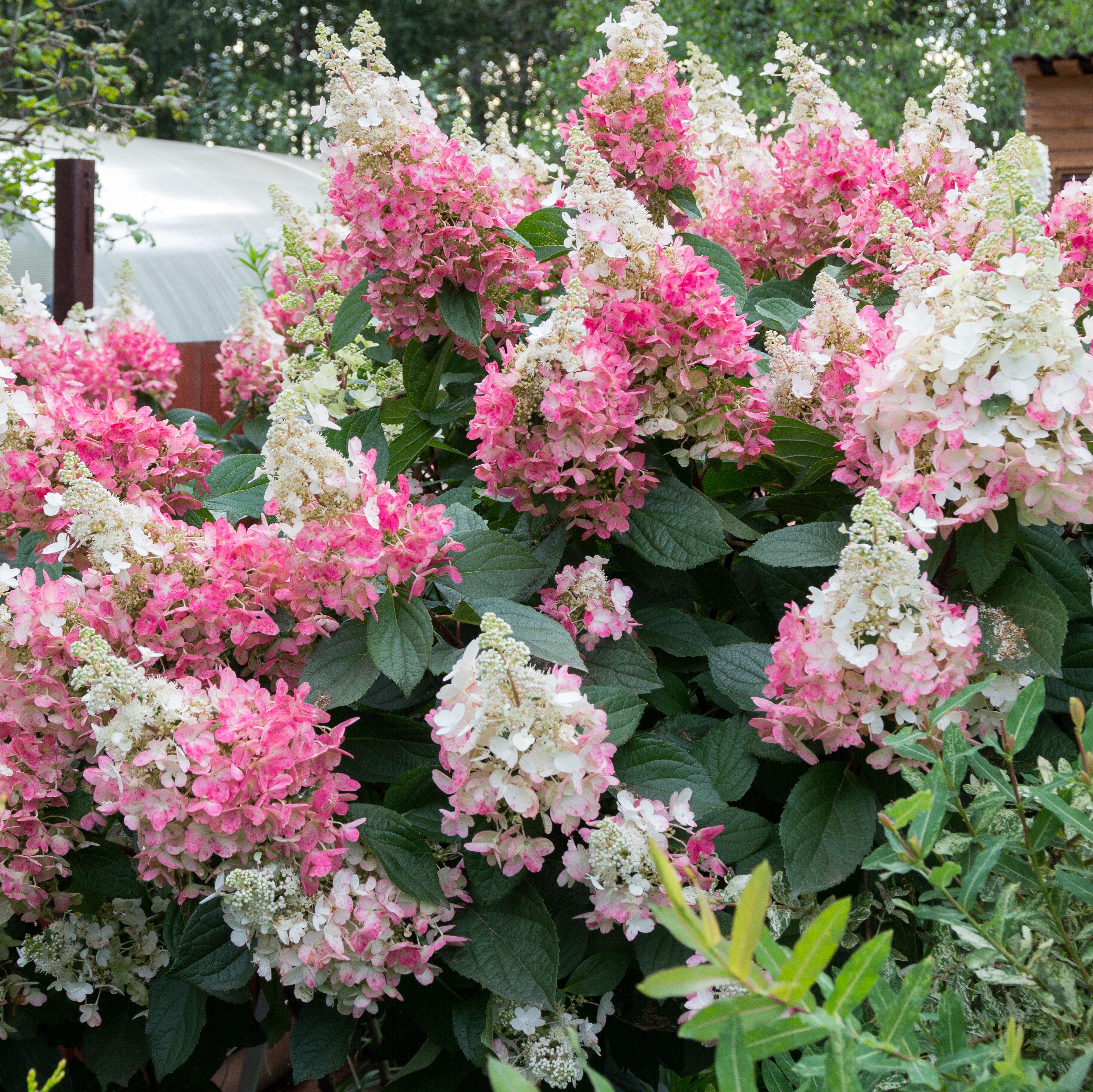 Hydrangea paniculata ‘Kolmavesu’  - Bloomin' Easy® Lava Lamp® Flare® Hydrangea
