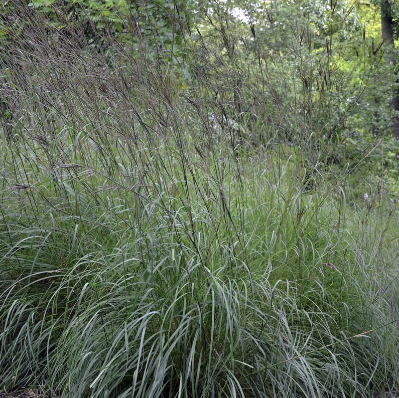 Andropogon gerardii  - Big Bluestem