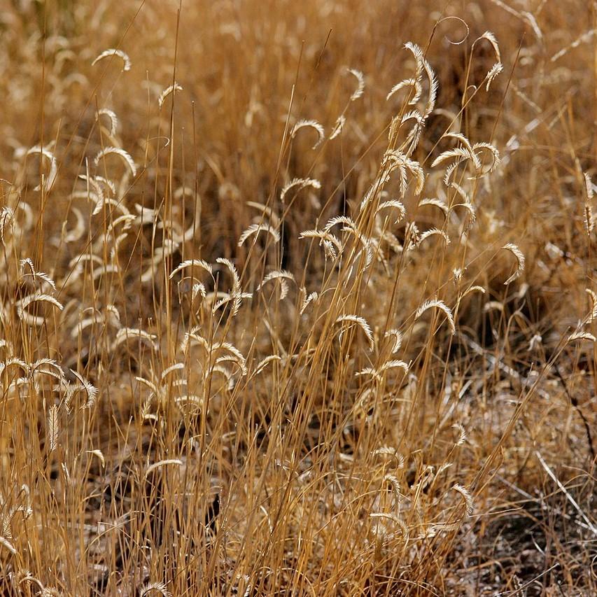 Bouteloua gracilis 'Blonde Ambition'  - 'Blonde Ambition' Blue Grama