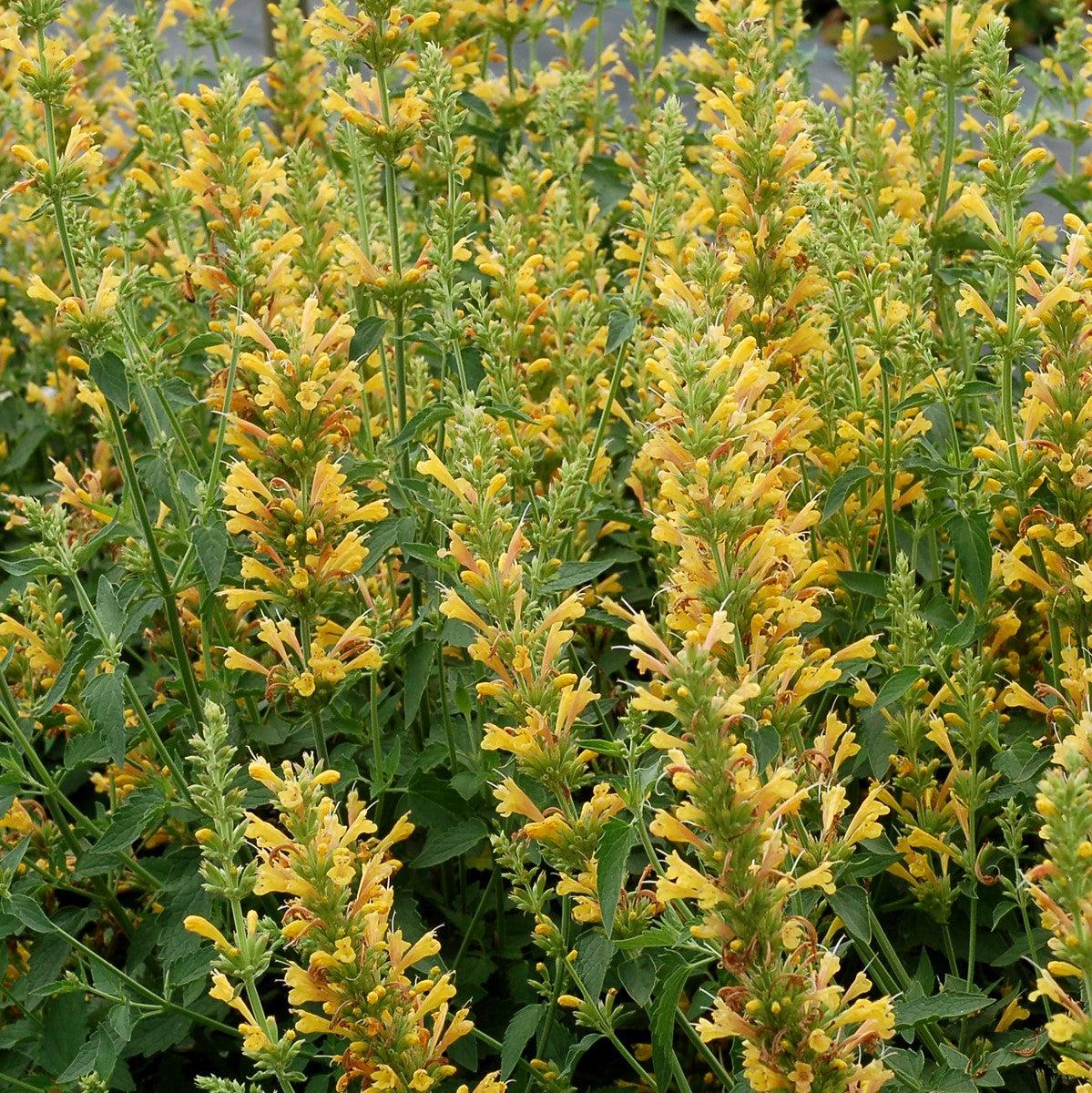 Agastache ‘Kudos Yellow’  - Kudos™ Yellow Hummingbird Mint, Hyssop