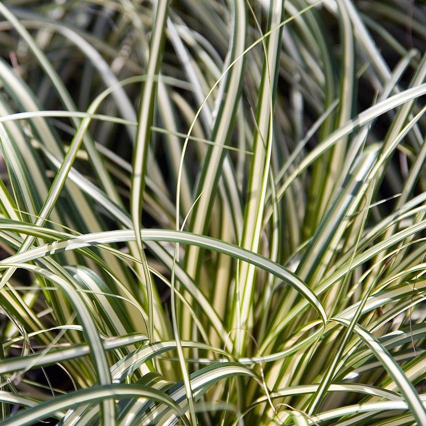 Carex oshimensis 'Evergold'  - Evergold Variegated Sedge