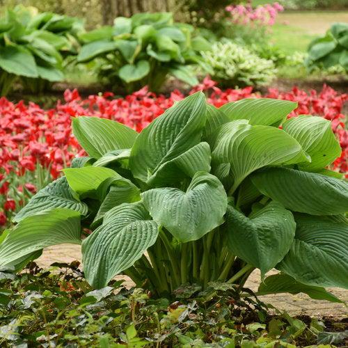 Hosta 'Empress Wu' PP20774  - PW® Shadowland® Empress Wu Hosta