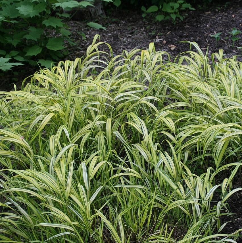 Hakonechloa macra 'Aureola'  - Golden Japanese Forest Grass, Hakone Grass
