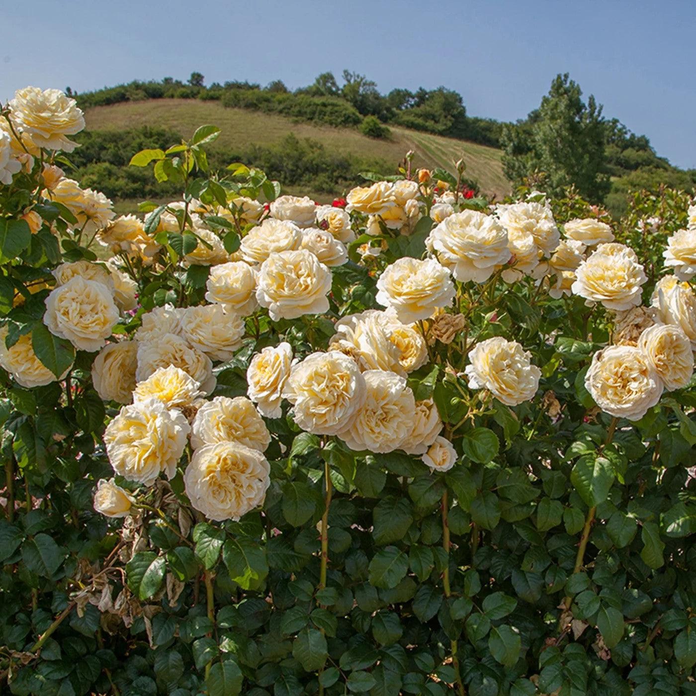 Rosa 'Meikaquinz'  - Moonlight Romantica® Rose