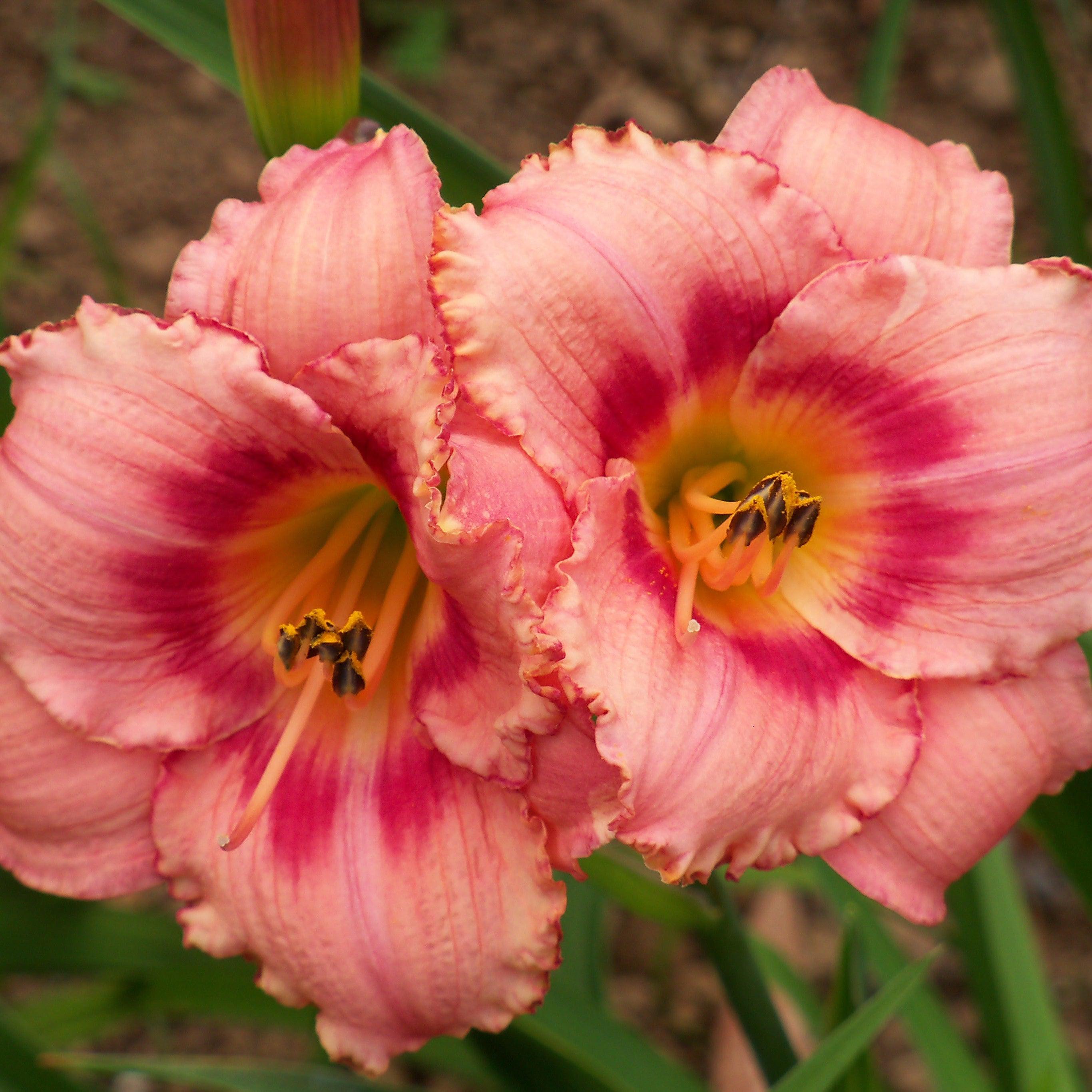Hemerocallis 'Strawberry Candy'  - Strawberry Candy Daylily