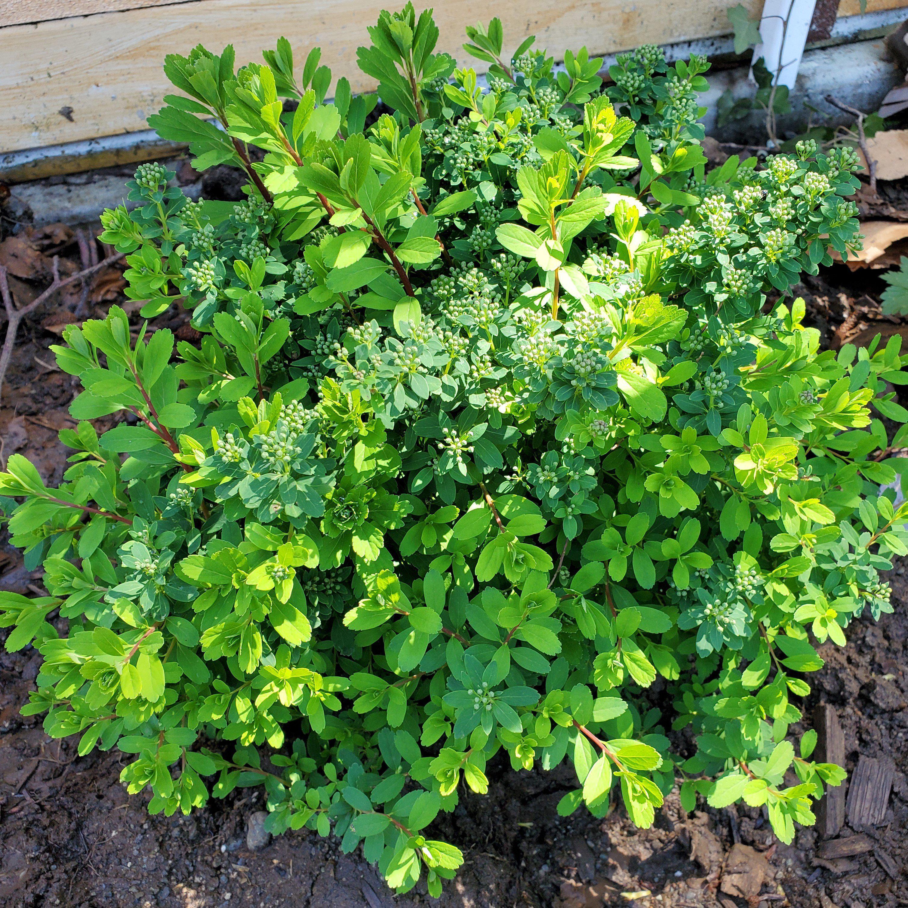 Spiraea nipponica 'Snowmound'  - Snowmound Spirea