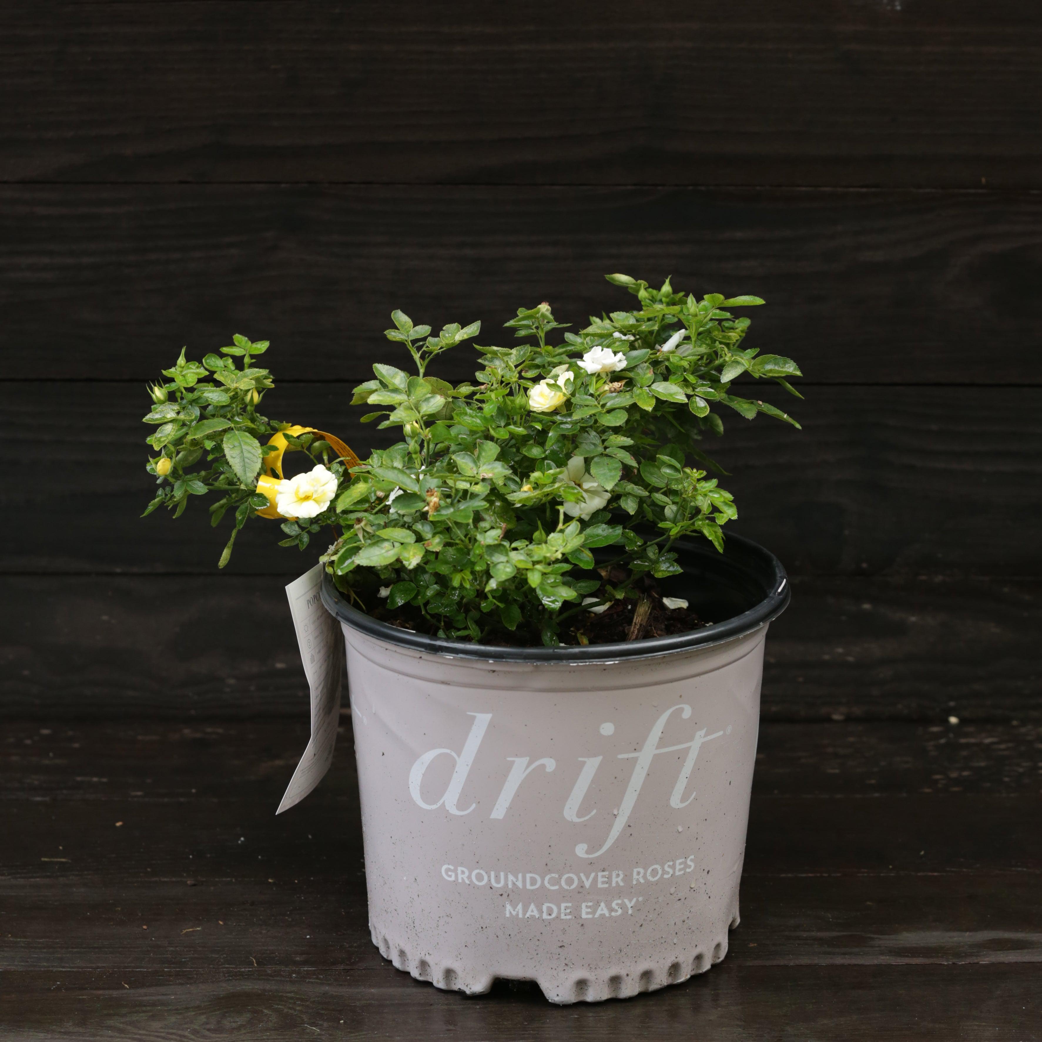 Rosa 'Novarospop' PP#24,773  - Popcorn Drift® Rose