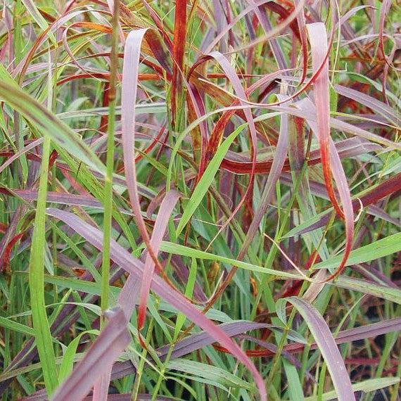 Panicum virgatum 'RR1'  - Ruby Ribbons™ Switch Grass