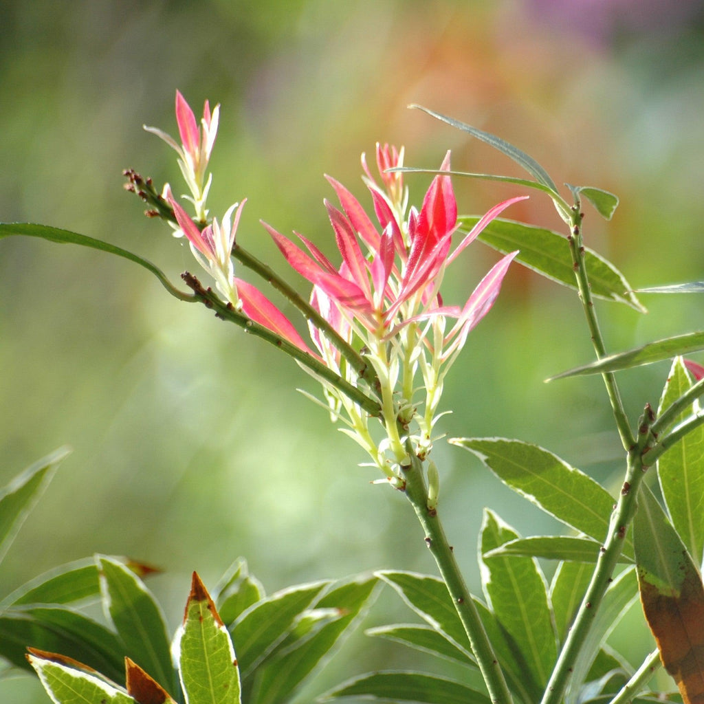 Pieris japonica 'Flaming Silver'  - Flaming Silver Pieris