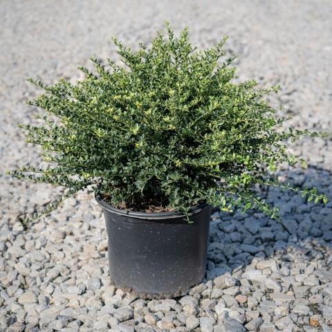 Ilex crenata 'Helleri'  - Helleri Japanese Holly