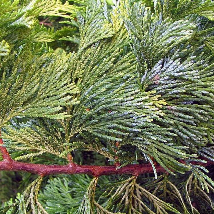 Chamaecyparis obtusa 'Crippsii'  - Golden Hinoki False Cypress
