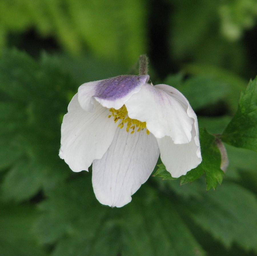Anemone 'Macane001'  - Wild Swan™ Anemone