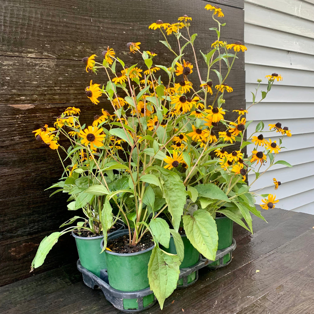 Rudbeckia fulgida 'Goldsturm'  - Black-Eyed Susan