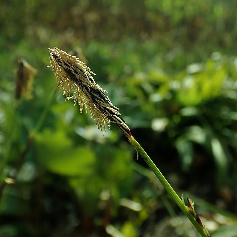 Carex plantaginea  - Seersucker Sedge