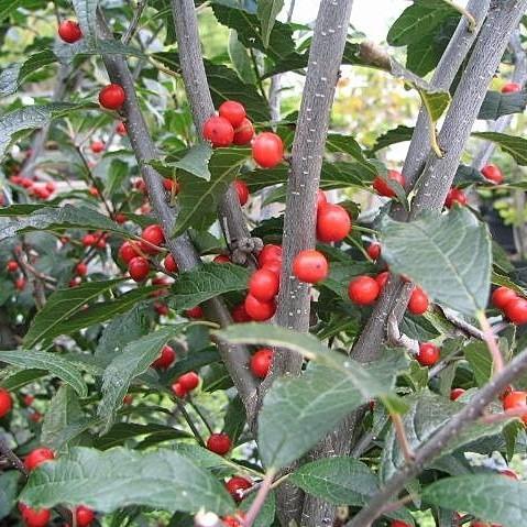 Ilex verticillata  - Winterberry