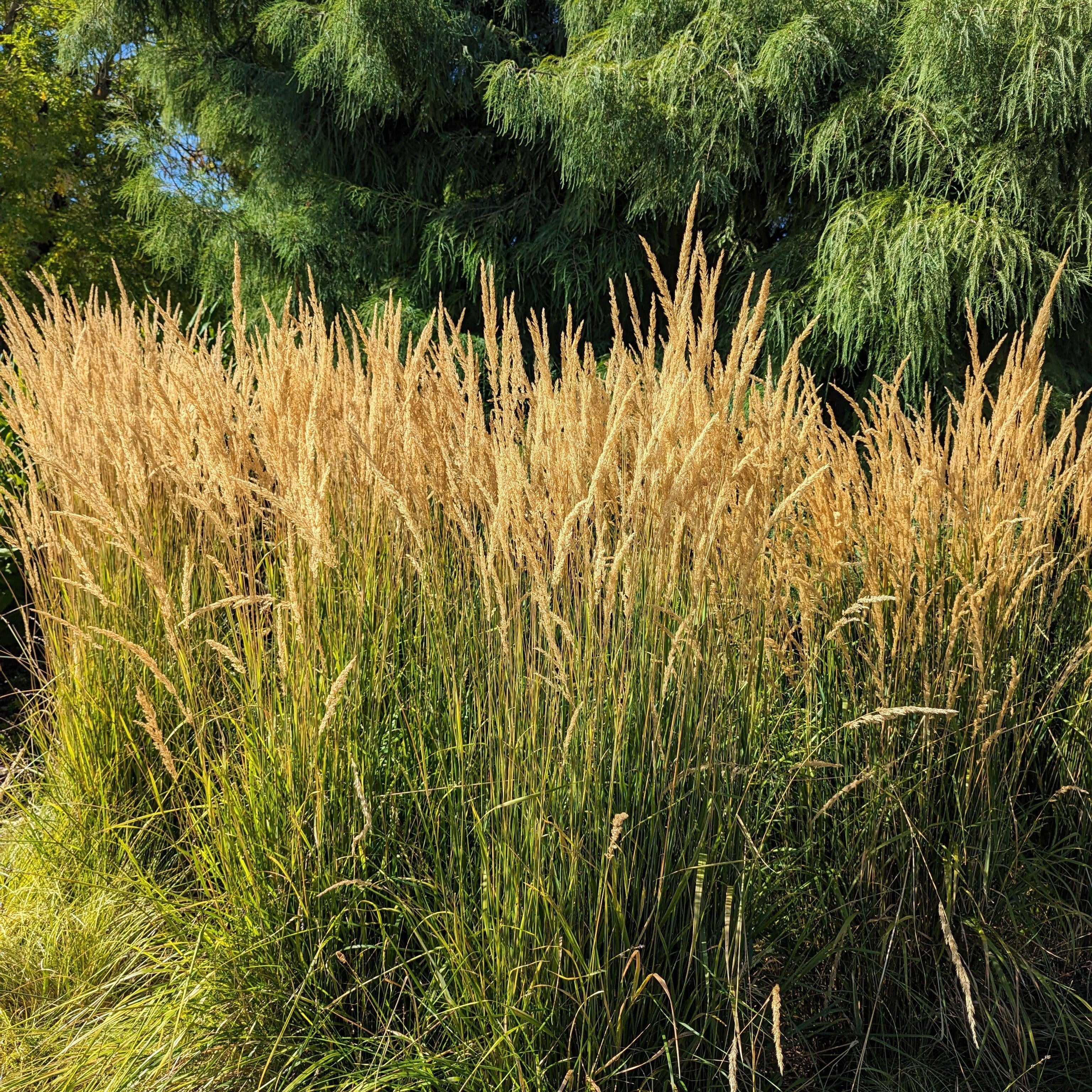 Calamagrostis x acutiflora 'Karl Foerster'  - Karl Foerster's Feather Reed Grass