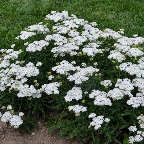 Achillea ’Firefly Diamond’  - PW® Firefly Diamond Yarrow